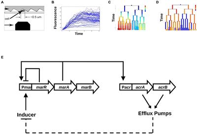 Monitoring lineages of growing and dividing bacteria reveals an inducible memory of mar operon expression